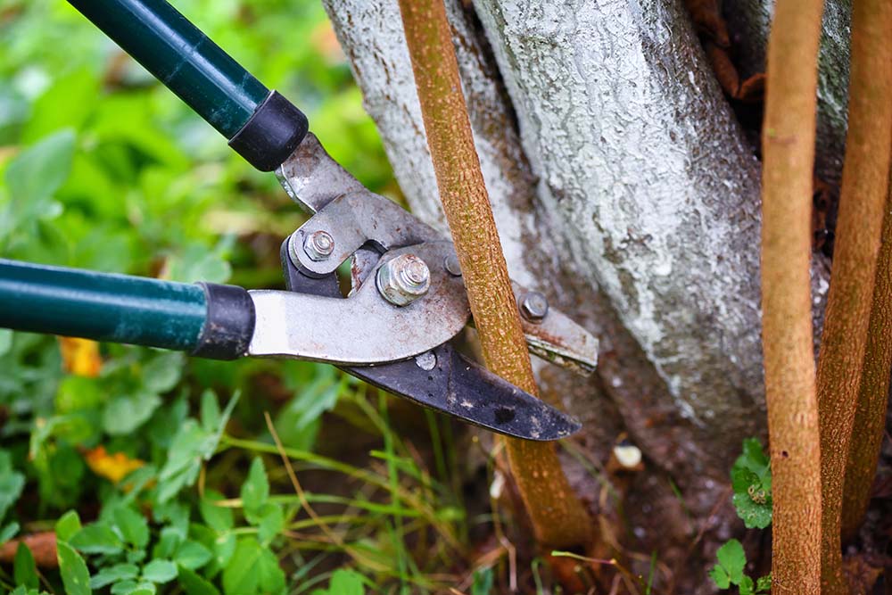 cherry prune tree pruning trees australia