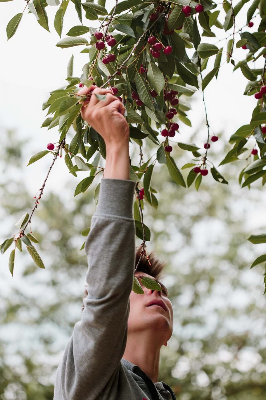 How To Prune A Cherry Tree Cherry Tree Pruning Australia