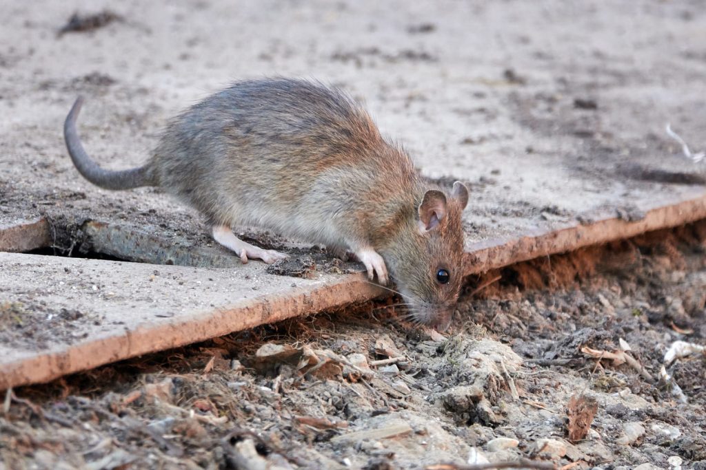 rats-scared-of-humans-do-rats-attack-us-why-are-we-afraid