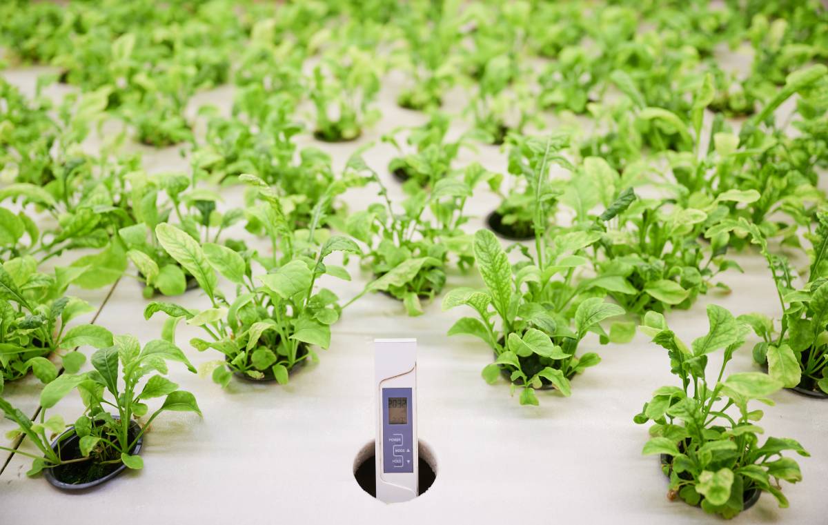 Close up of water conductivity meter device and plant seedlings in cells of wooden shelf in greenhouse. Digital hydrotester and green leafy plants in containers.