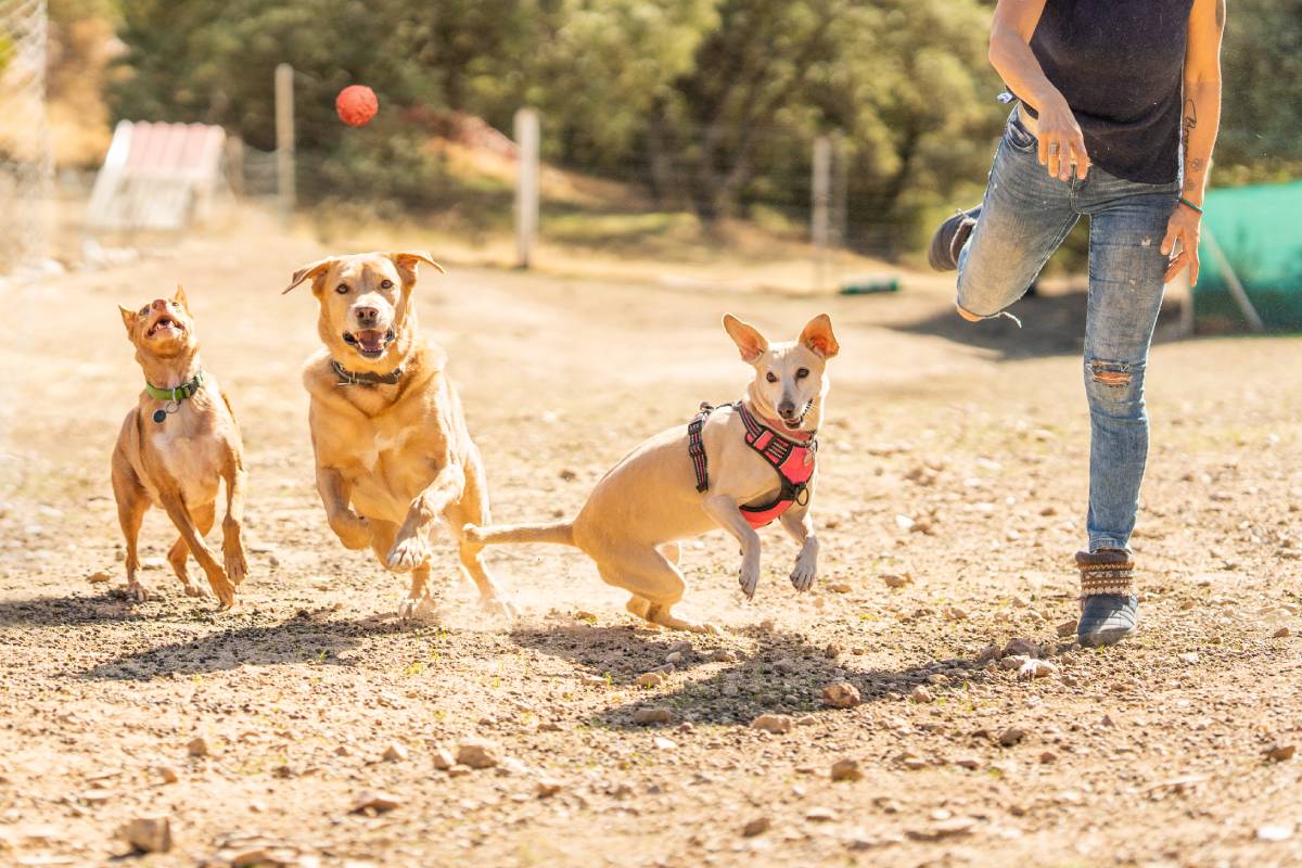 Photo with motion of a female owner throwing a ball to several dogs to play in a park