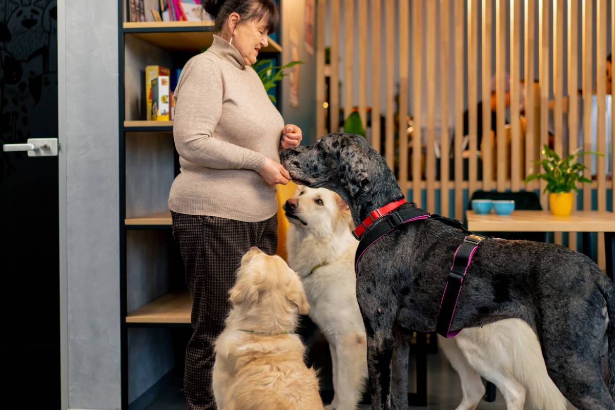 how-much-does-dog-boarding-cost-in-australia-in-2024