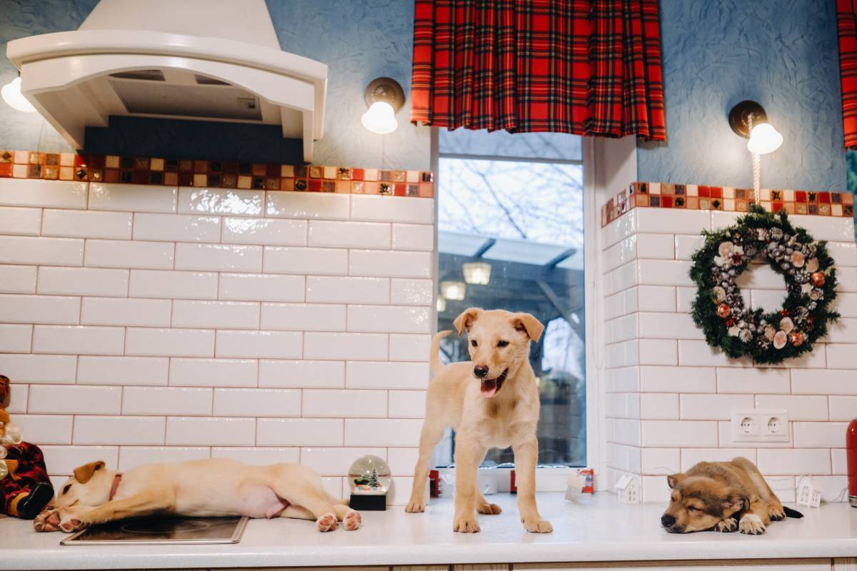 three puppies are lying on the countertop in the Christmas kitchen at home.