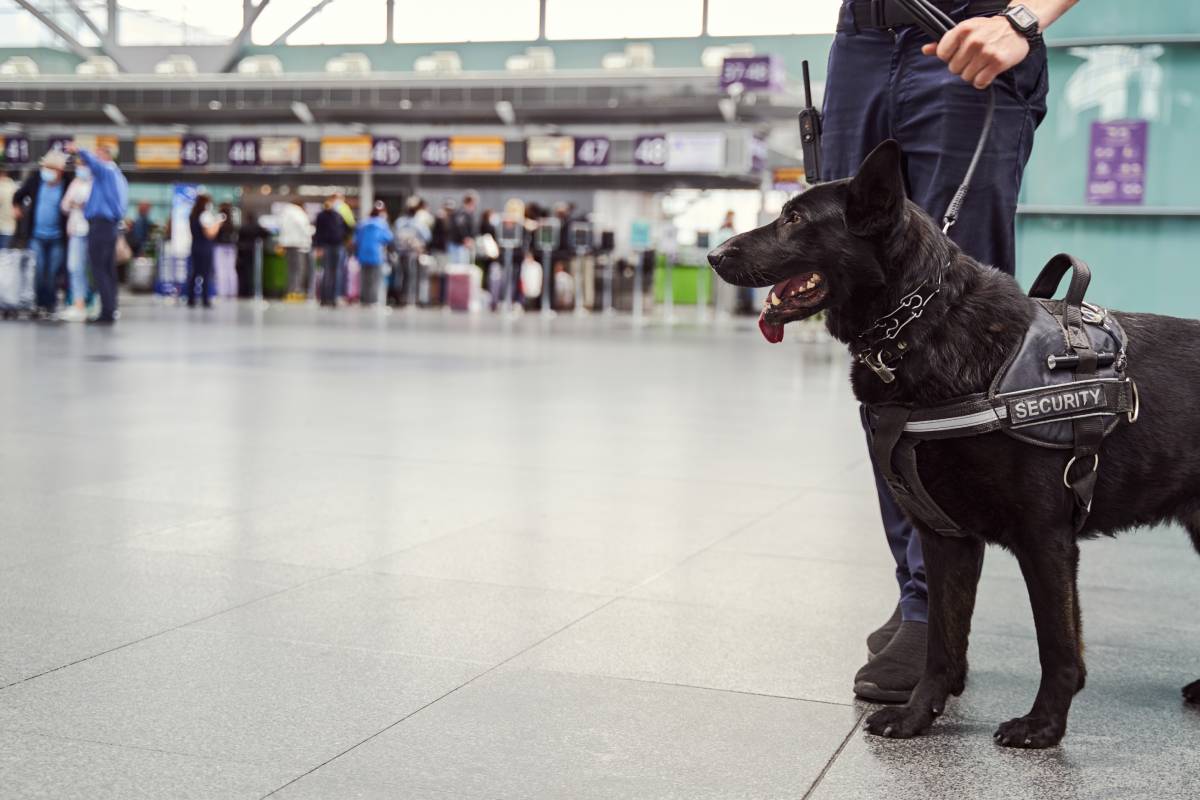 security-worker-with-detection-dog-standing-at-air-2024-10-21-09-35-32-utc (1)