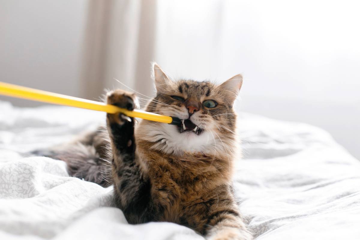 Maine coon cat playing and biting toy on white bed in sunny stylish room