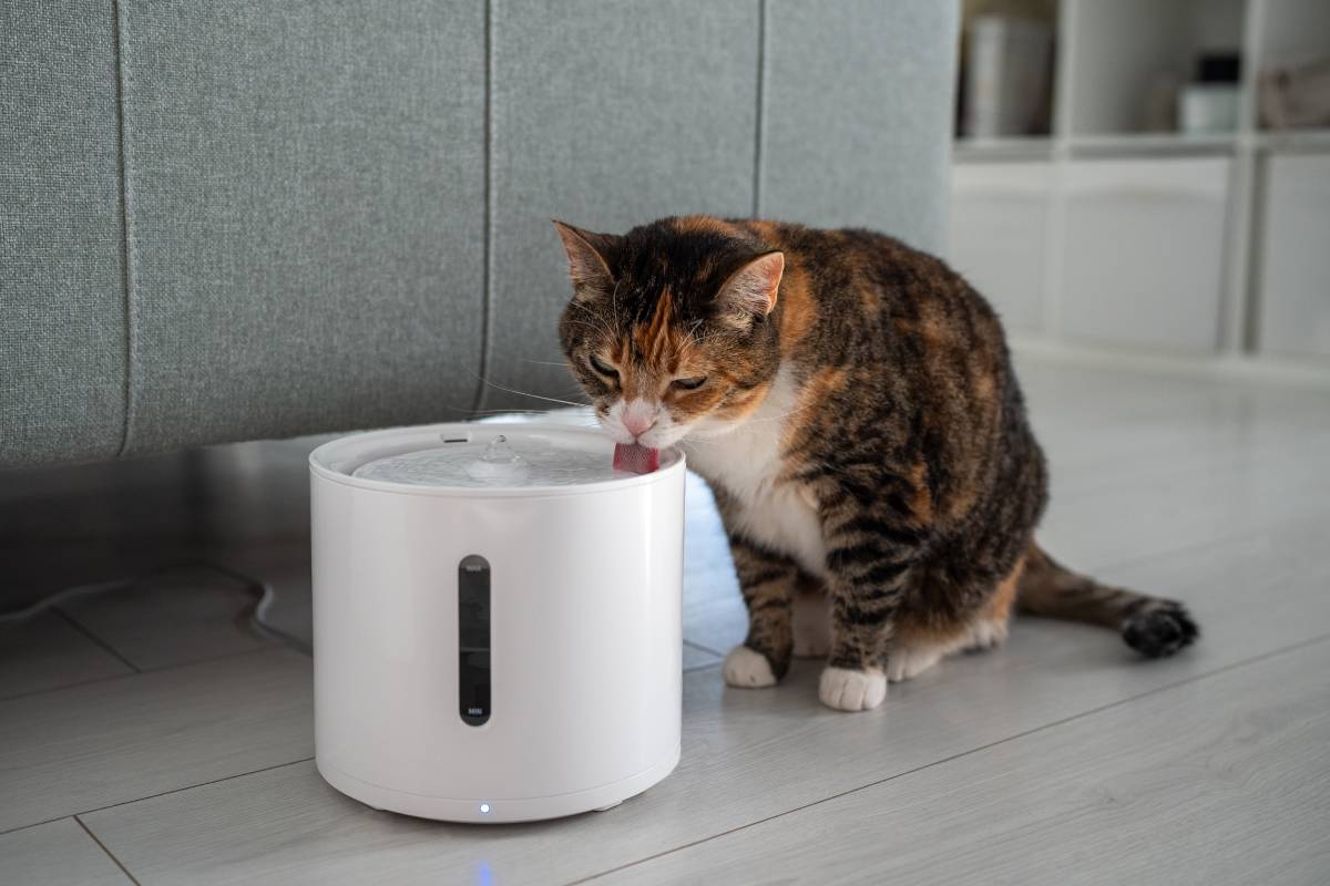 Cat drinking from automatic water dispenser close up. Smart pet drinker with mobile app connection.
