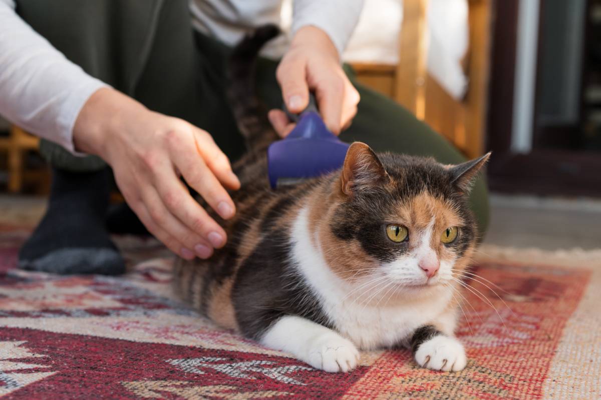 Close up male hands brushing domestic cat's fur with a comb for pet animals at home. Cat scrubber, fur remover. Hands remove excess hair from the cat. grooming process. Self pet care. Selective focus