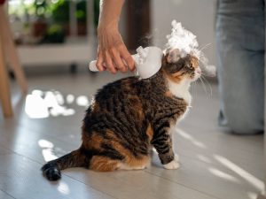 Pet owner using electric spray massage comb for cat, steam brush to remove tangles hairs. Grooming.