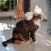 Pet owner using electric spray massage comb for cat, steam brush to remove tangles hairs. Grooming.
