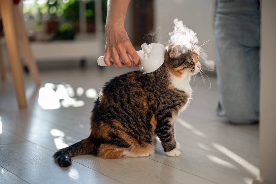Pet owner using electric spray massage comb for cat, steam brush to remove tangles hairs. Grooming.