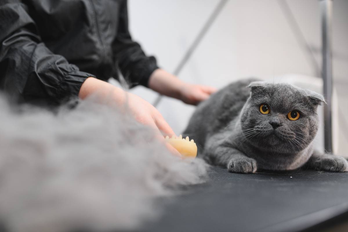 Woman combing fur of a cat. Cat grooming, combing wool. Express molt. Beautiful cat in a beauty salon. Grooming animals, combing hair