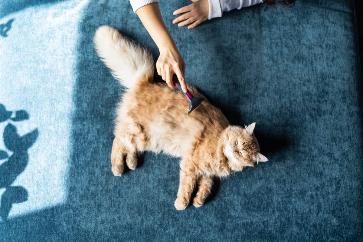 woman-using-a-comb-brush-the-persian-cat-2025-03-13-00-33-35-utc (1)