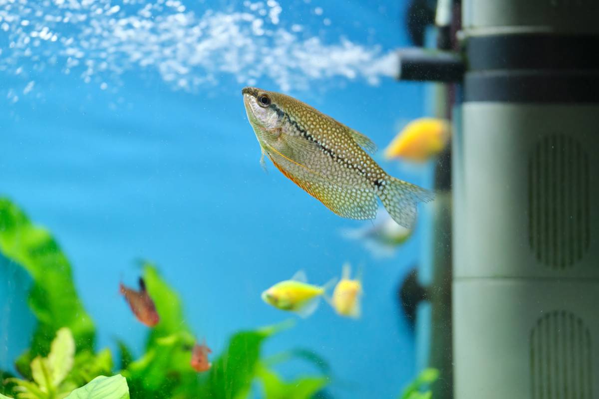 Colorful exotic fish swimming in deep blue water aquarium with green tropical plants