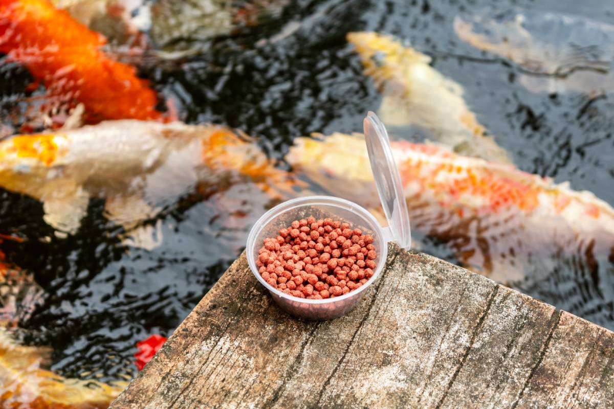 Food for the fish in the form of balls on the background of fish.