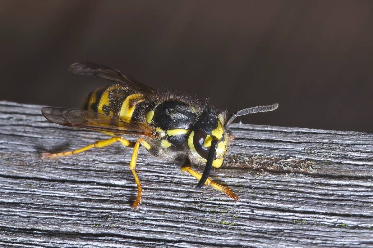 Vespula germanica