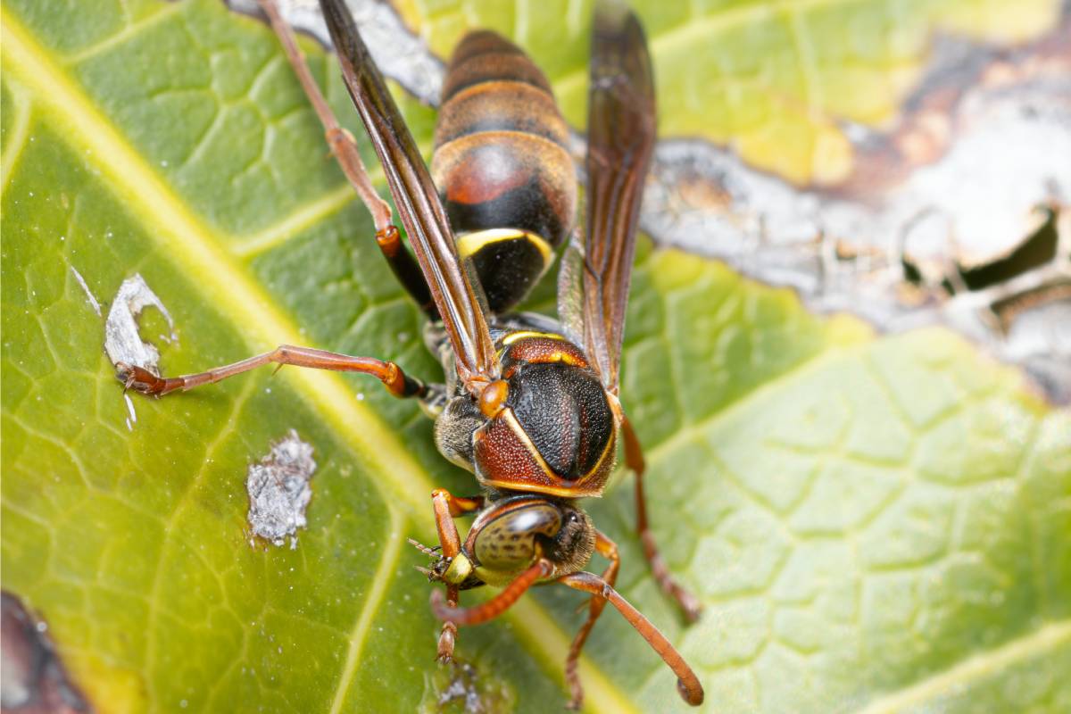 Polistes humilis (Vespidae)