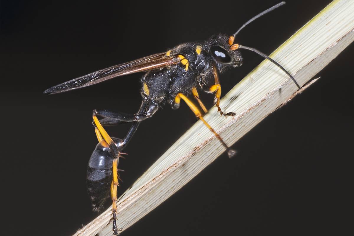 Black and yellow mud dauber