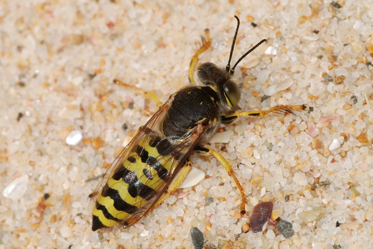 Sand Wasp