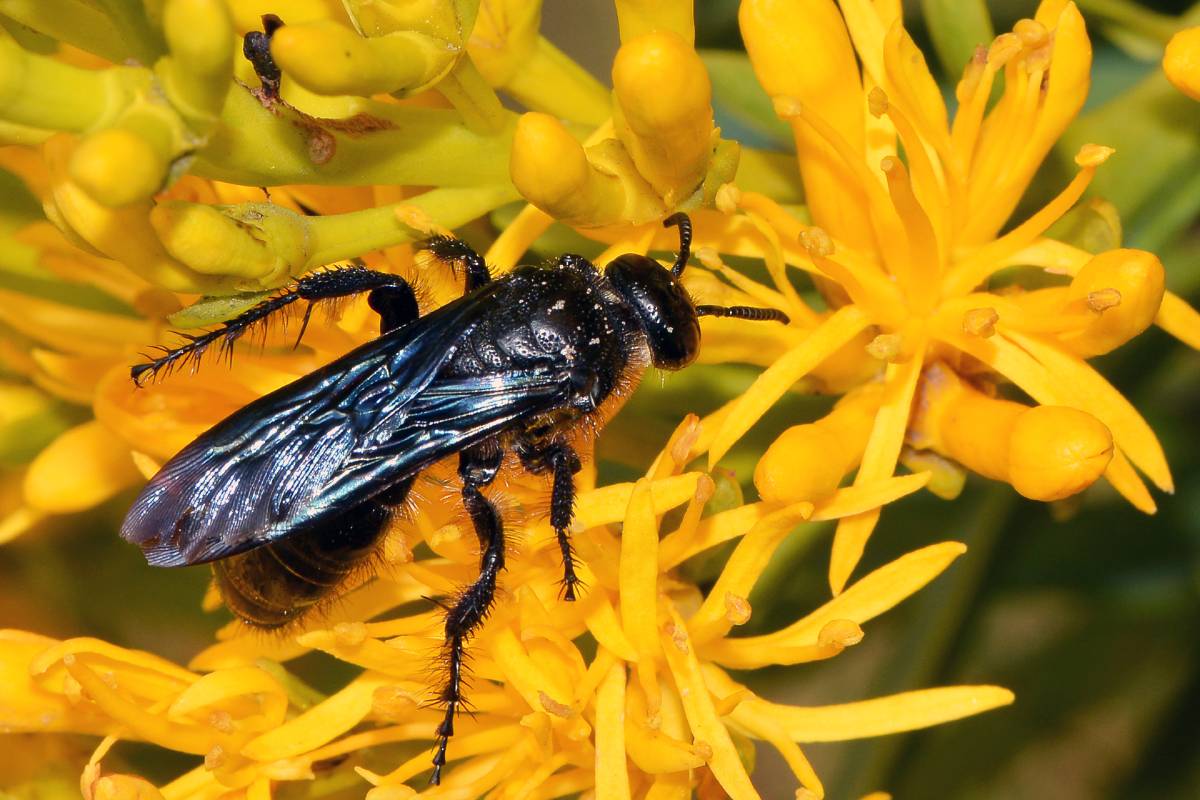 Blue winged wasp