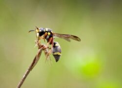 wasp, nature background photo
