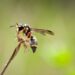 wasp, nature background photo