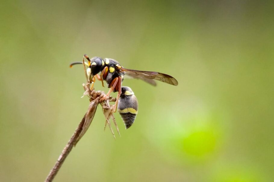 wasp, nature background photo